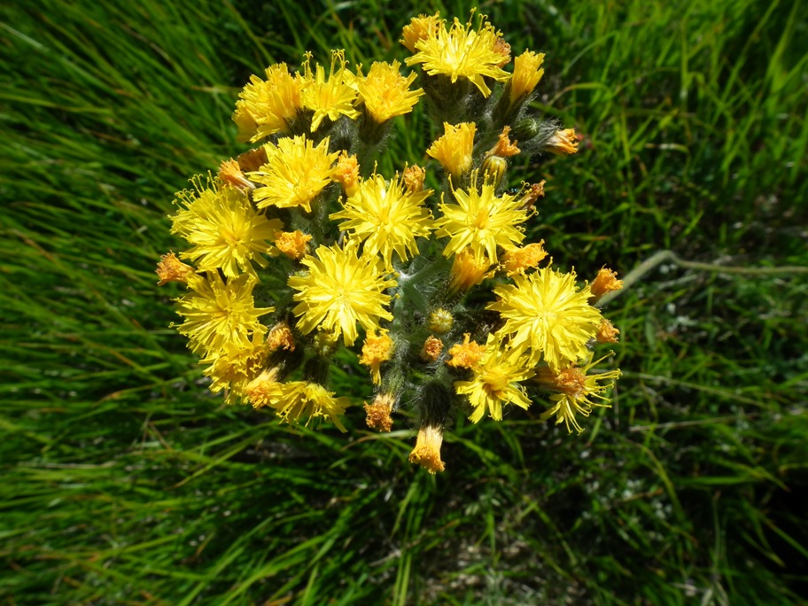 sparviere corimboso? S�, Pilosella cymosa (=Hieracium cymosum)