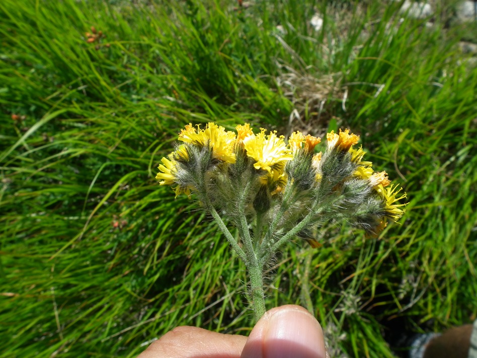 sparviere corimboso? S�, Pilosella cymosa (=Hieracium cymosum)