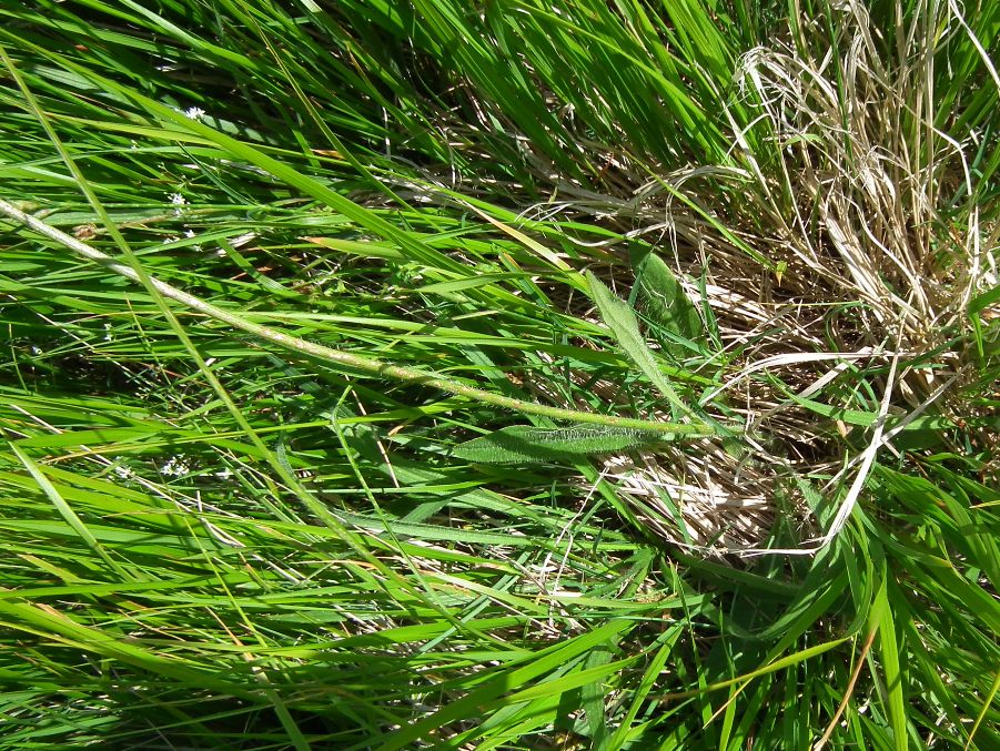 sparviere corimboso? S�, Pilosella cymosa (=Hieracium cymosum)