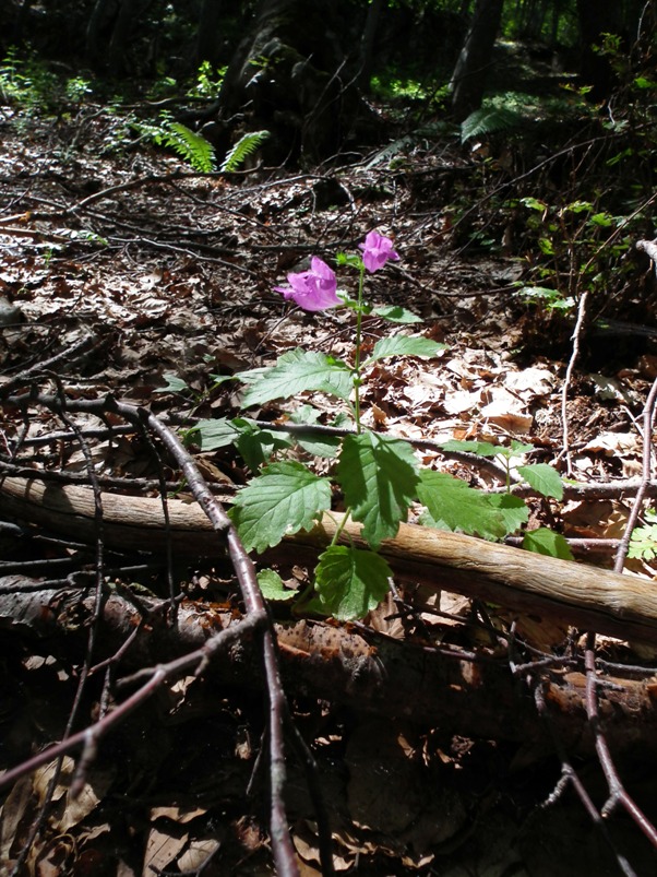 Clinopodium grandiflorum (= Calamintha grandiflora)  / Mentuccia a fiori grandi