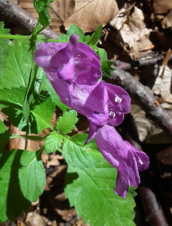 Clinopodium grandiflorum (= Calamintha grandiflora)  / Mentuccia a fiori grandi