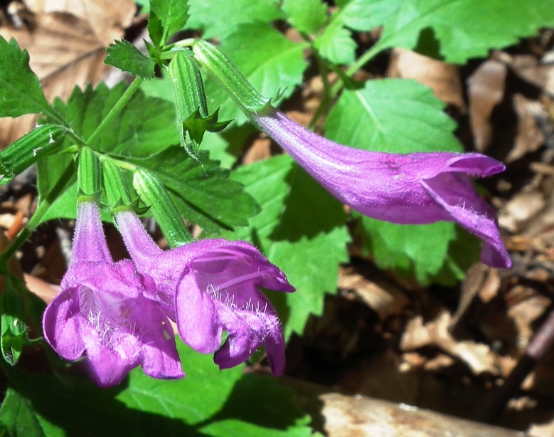 Clinopodium grandiflorum (= Calamintha grandiflora)  / Mentuccia a fiori grandi