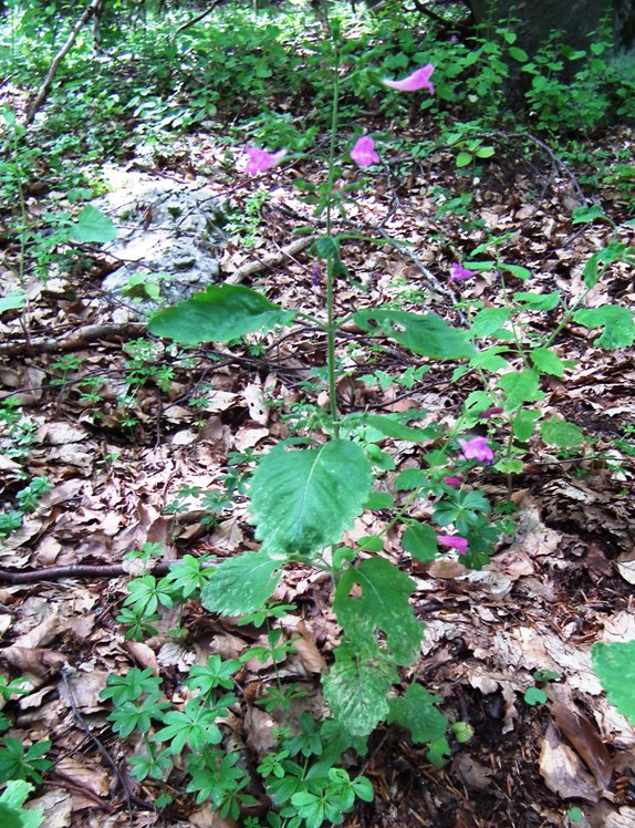 Clinopodium grandiflorum (= Calamintha grandiflora)  / Mentuccia a fiori grandi
