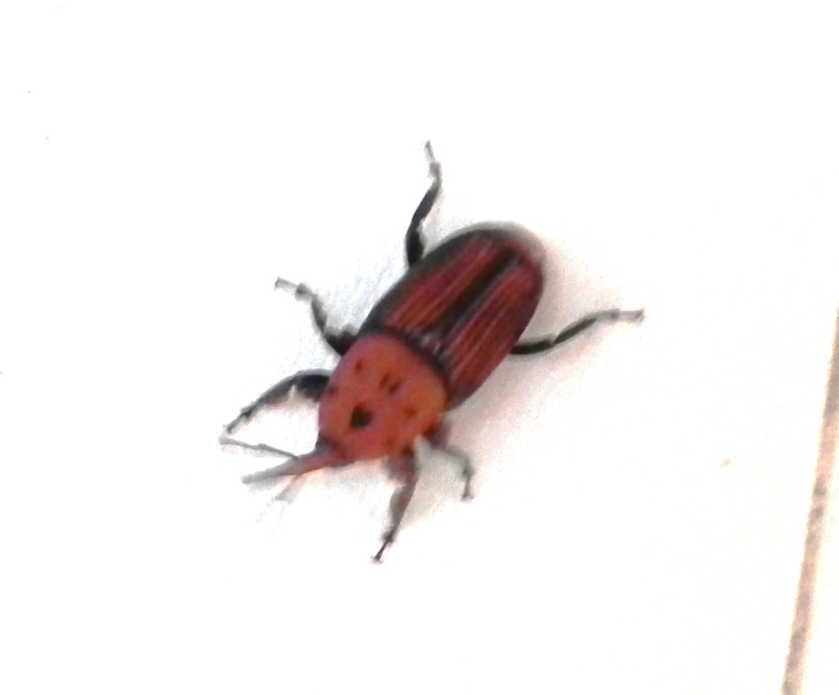 Rincophorus ferrugineus