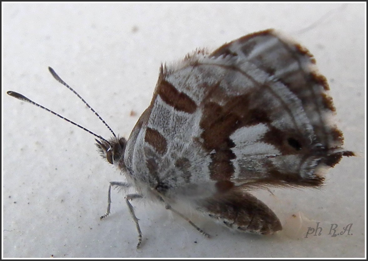 piccola farfalla sul balcone