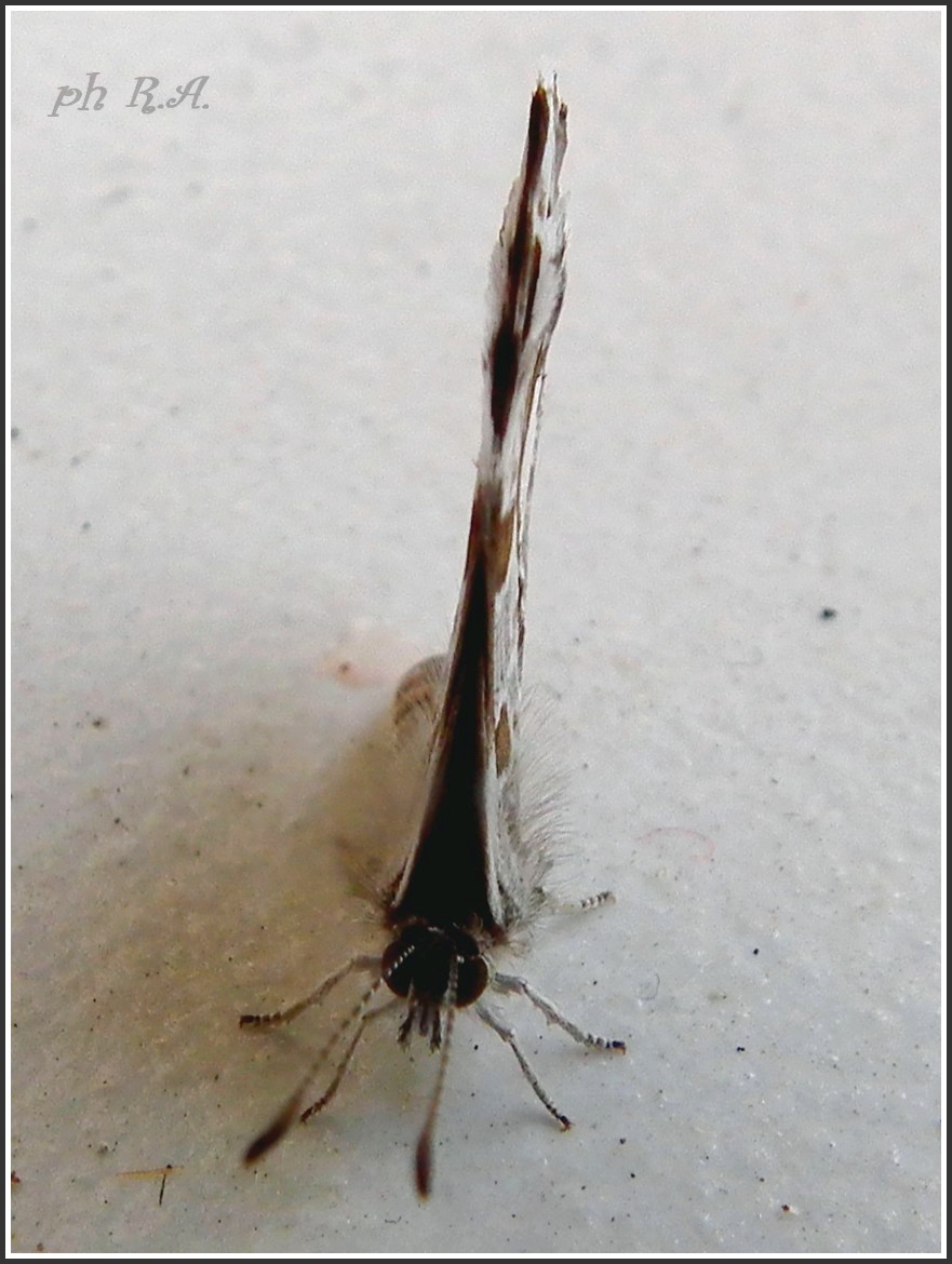 piccola farfalla sul balcone