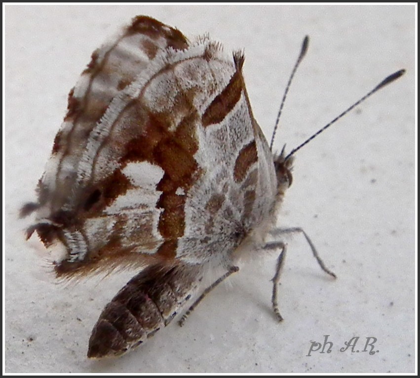 piccola farfalla sul balcone