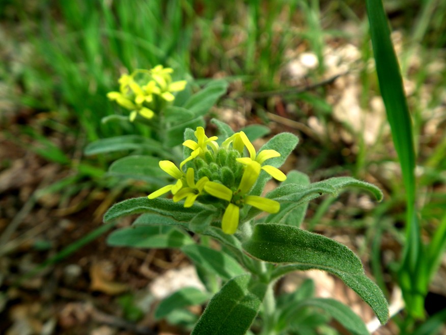 Alyssum sp.