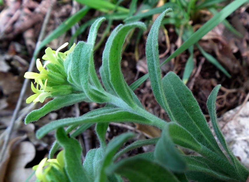 Alyssum sp.