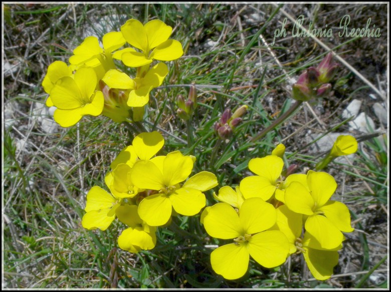 Erysimum sp.