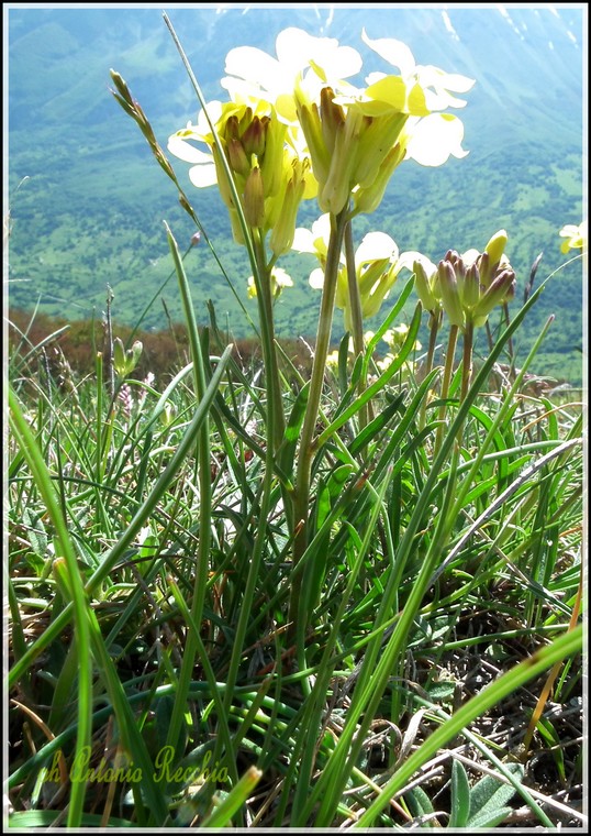 Erysimum sp.