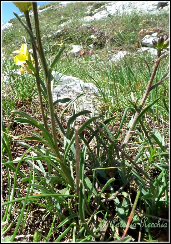 Erysimum sp.