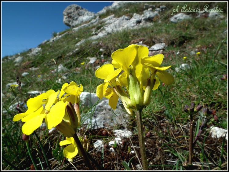 Erysimum sp.