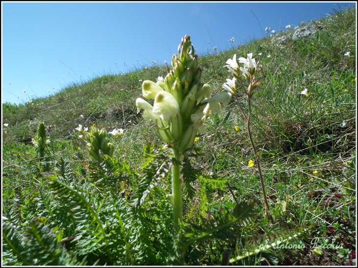 Pedicularis comosa