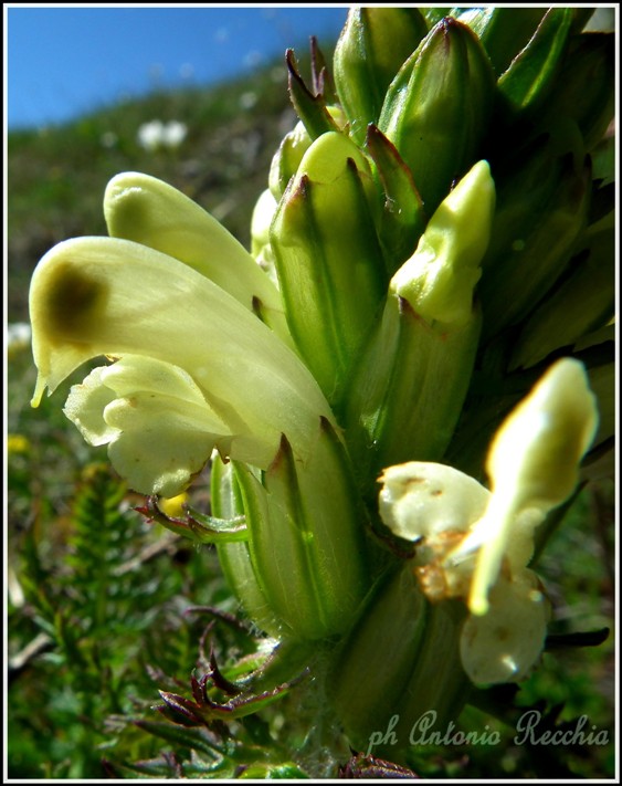 Pedicularis comosa