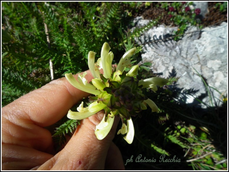 Pedicularis comosa
