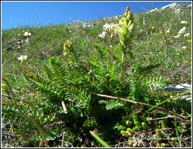Pedicularis comosa