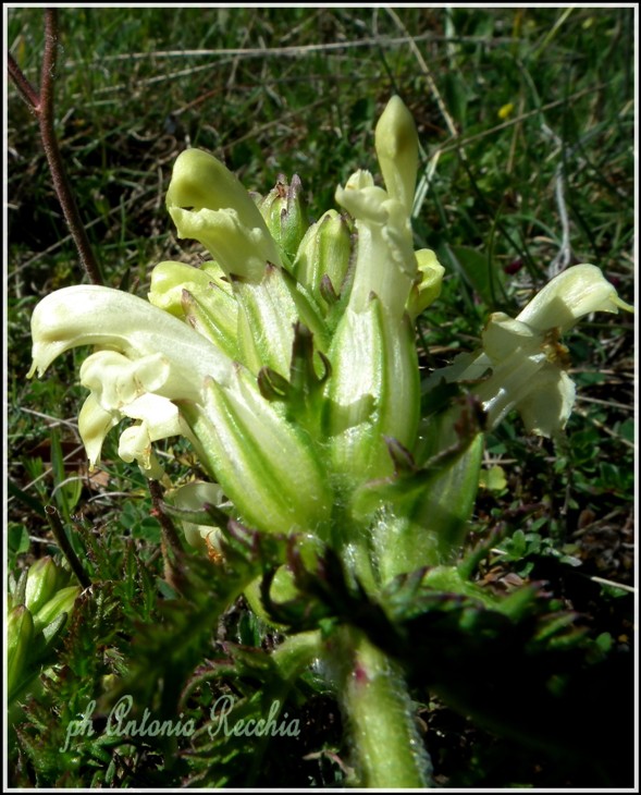 Pedicularis comosa
