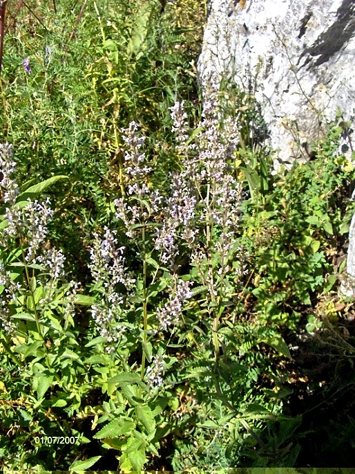 Nepeta nuda / Gattaia glabra