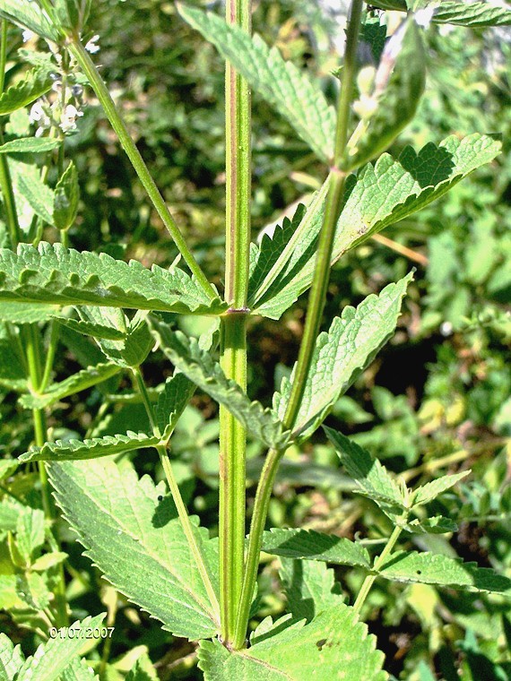 Nepeta nuda / Gattaia glabra