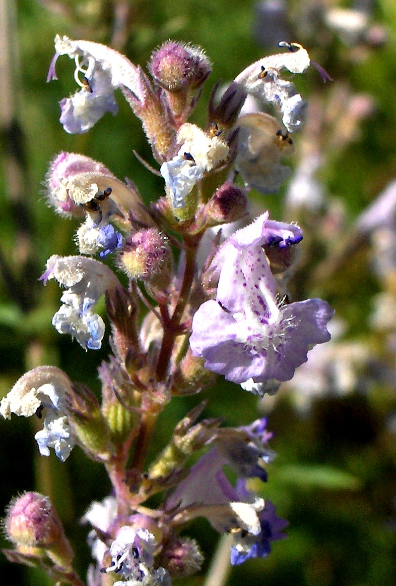 Nepeta nuda / Gattaia glabra