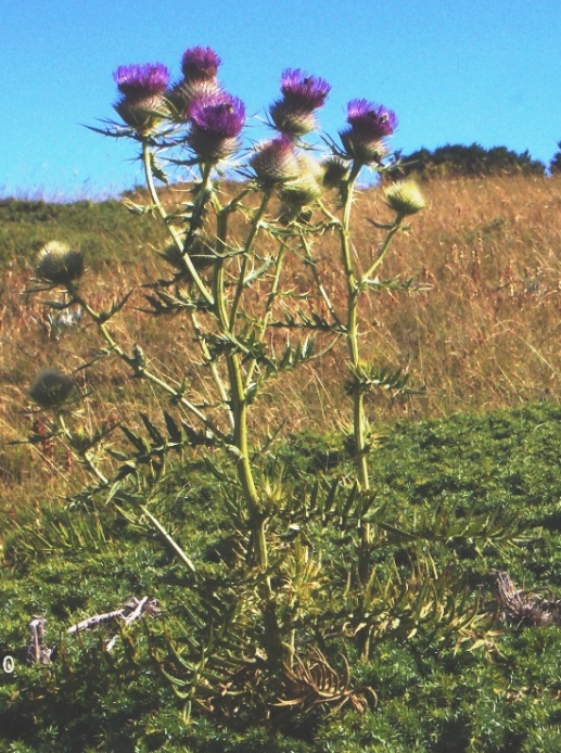 Cirsium lobelii