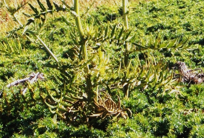 Cirsium lobelii