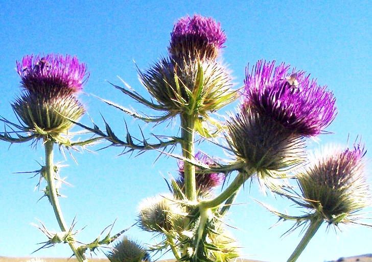 Cirsium lobelii / Cardo di L''Obel