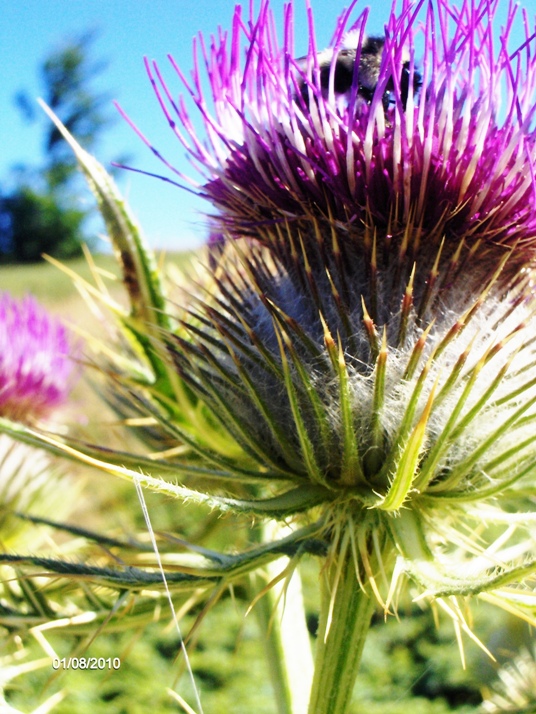Cirsium lobelii
