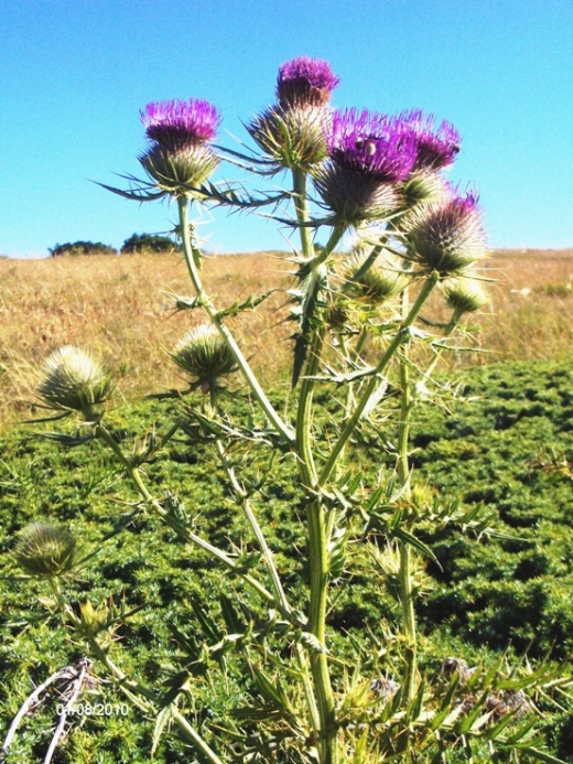 Cirsium lobelii