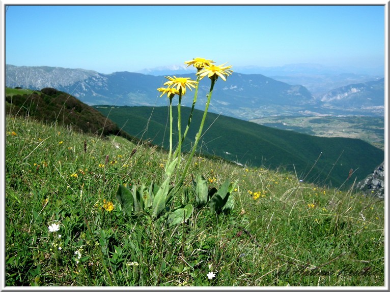 Senecio provincialis / Senecione provenzale