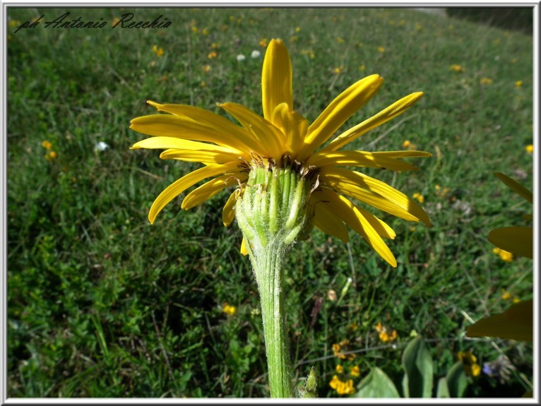 Senecio provincialis / Senecione provenzale