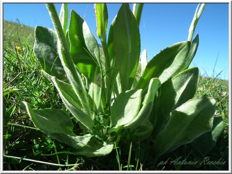 Senecio provincialis / Senecione provenzale
