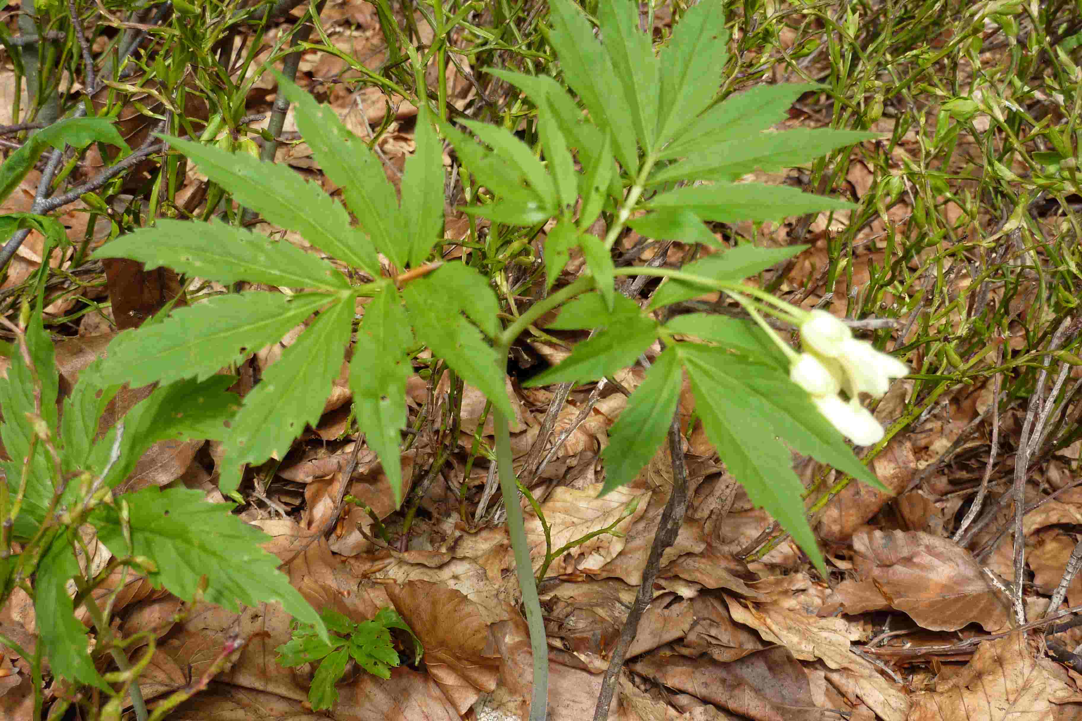 9 foglie?-  Cardamine kitaibelii