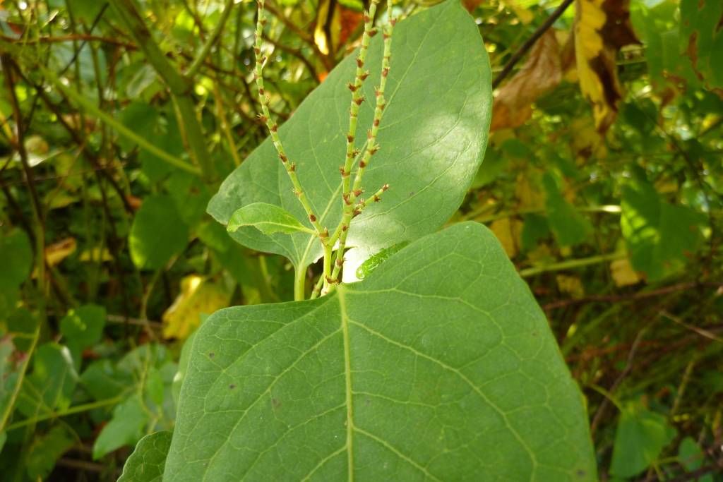 Reynoutria japonica