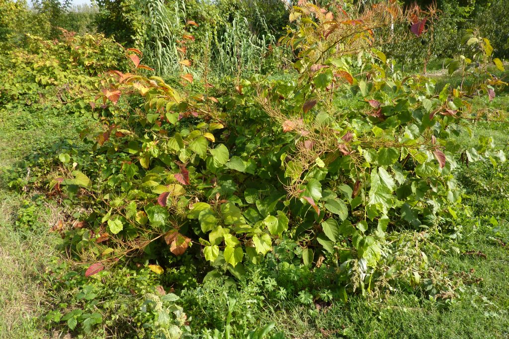 Reynoutria japonica