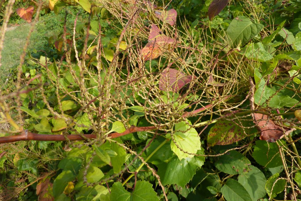 Reynoutria japonica
