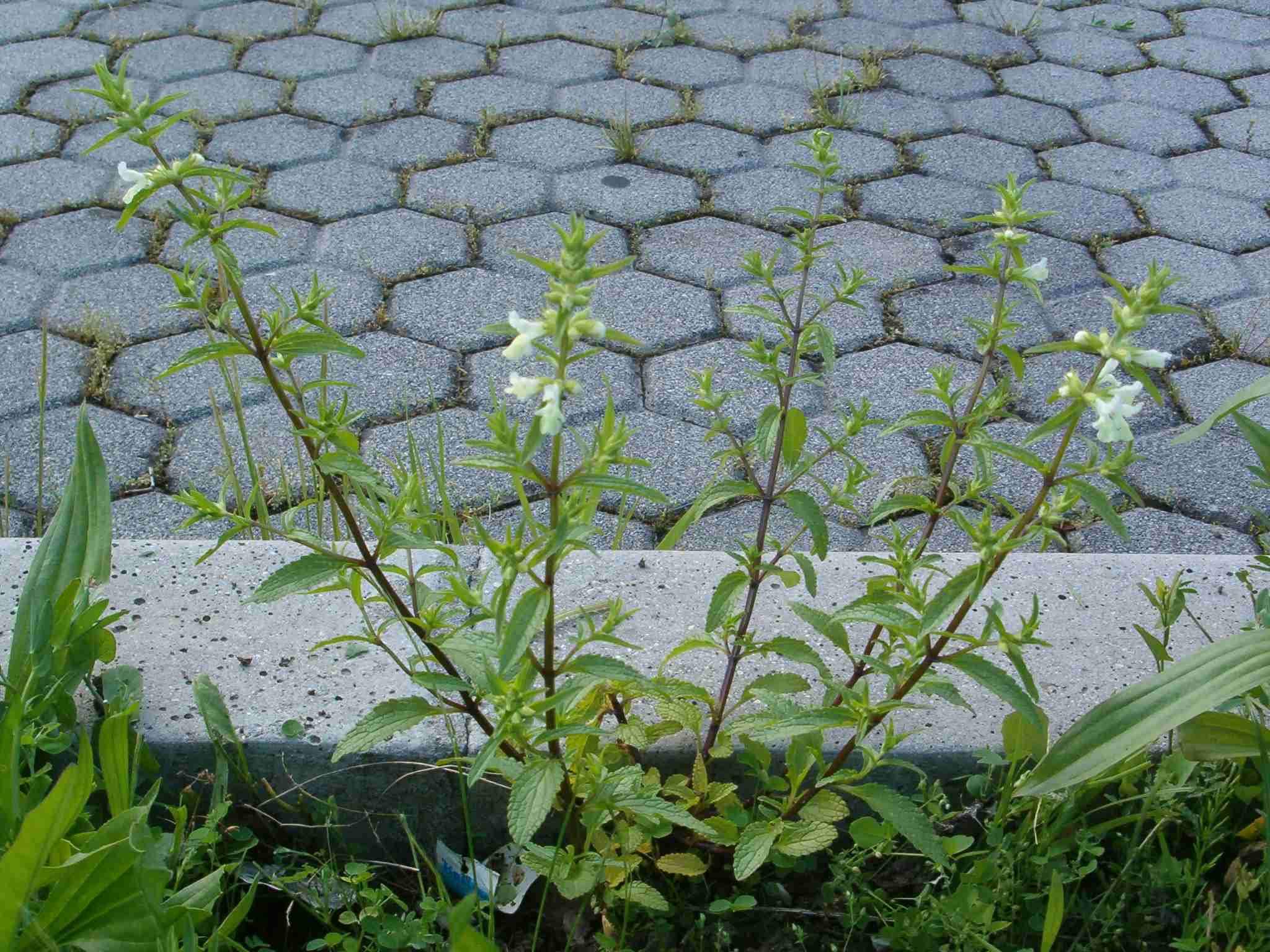 Stachys annua