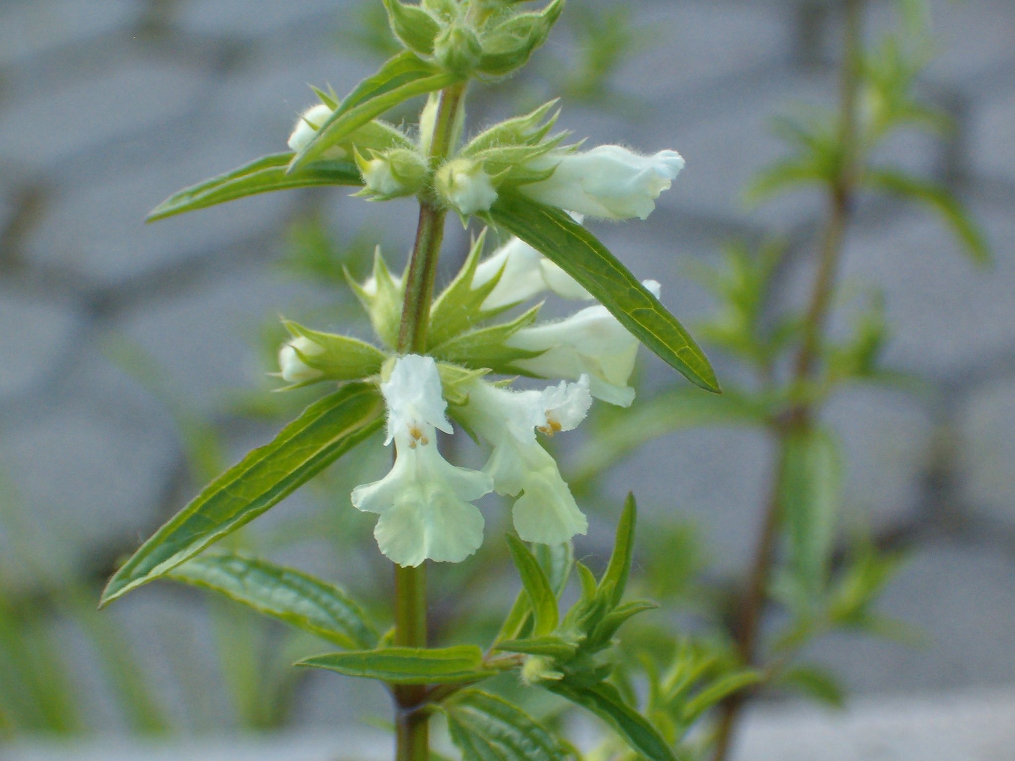 Stachys annua