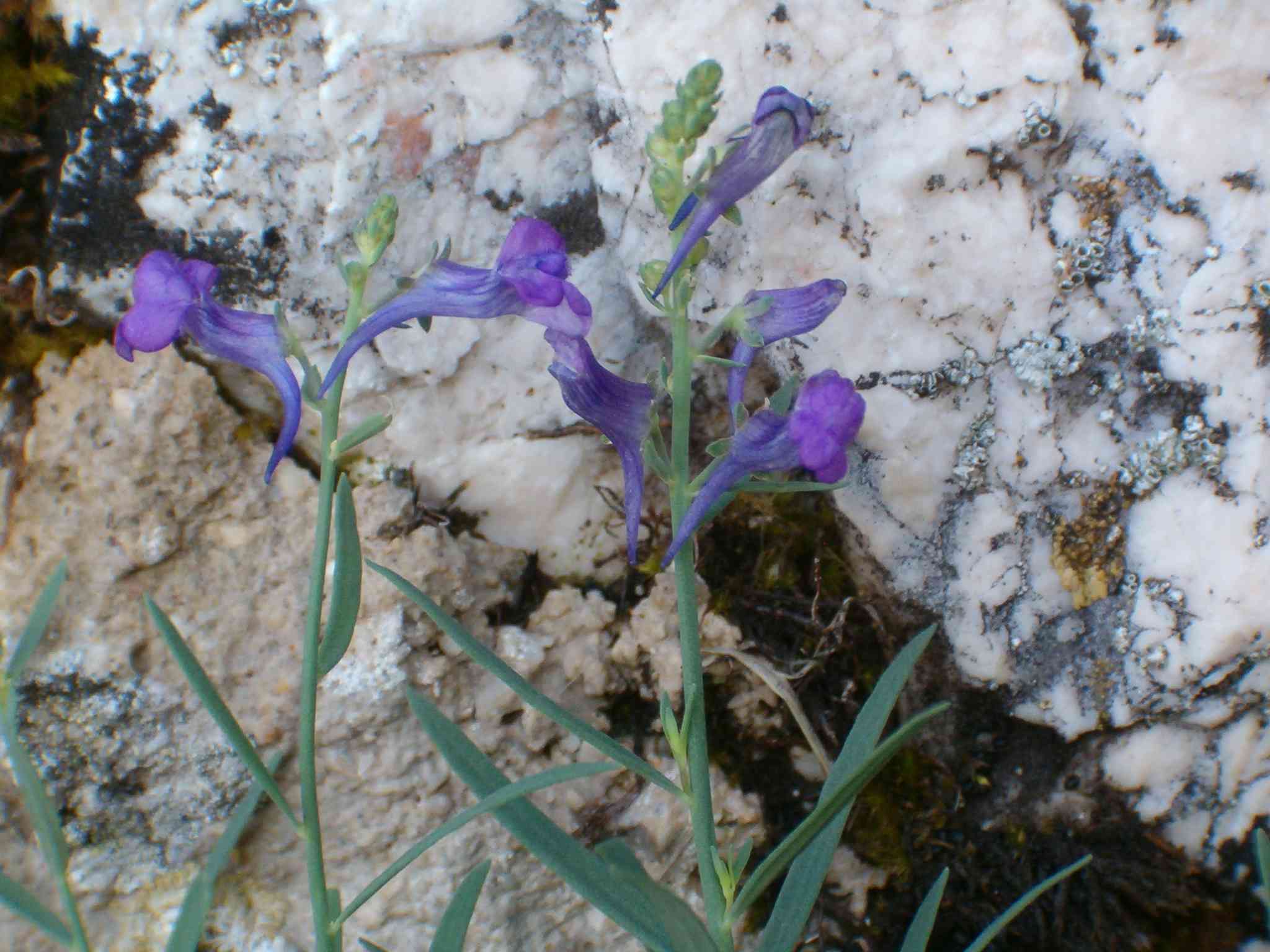Linaria purpurea