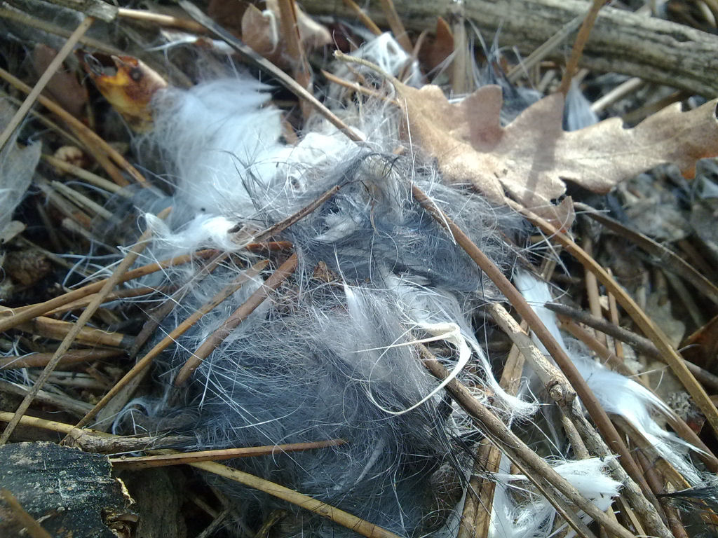 Di che si tratta? (Residui di pelo)