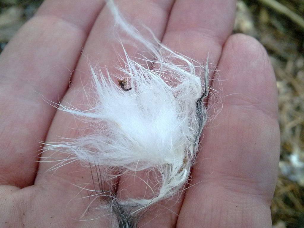 Di che si tratta? (Residui di pelo)