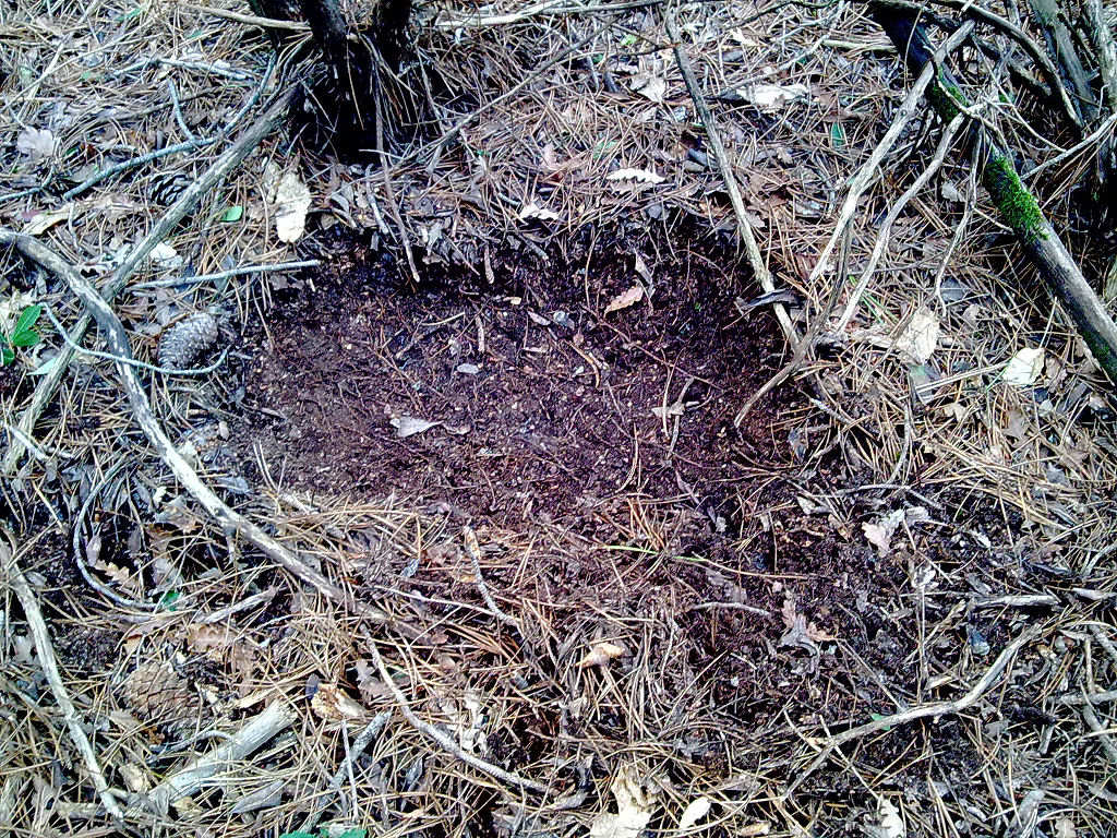 Di che si tratta? (Residui di pelo)