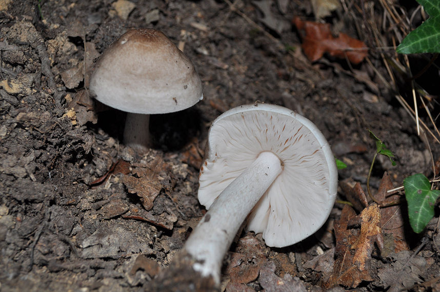 Ritrovamenti del 22/06/11