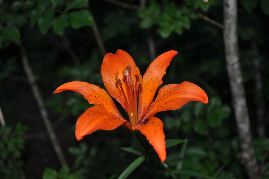 Ritrovamenti del 22/06/11