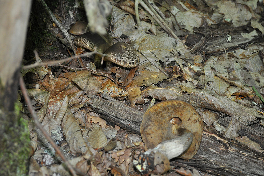 Ritrovamenti del 22/06/11