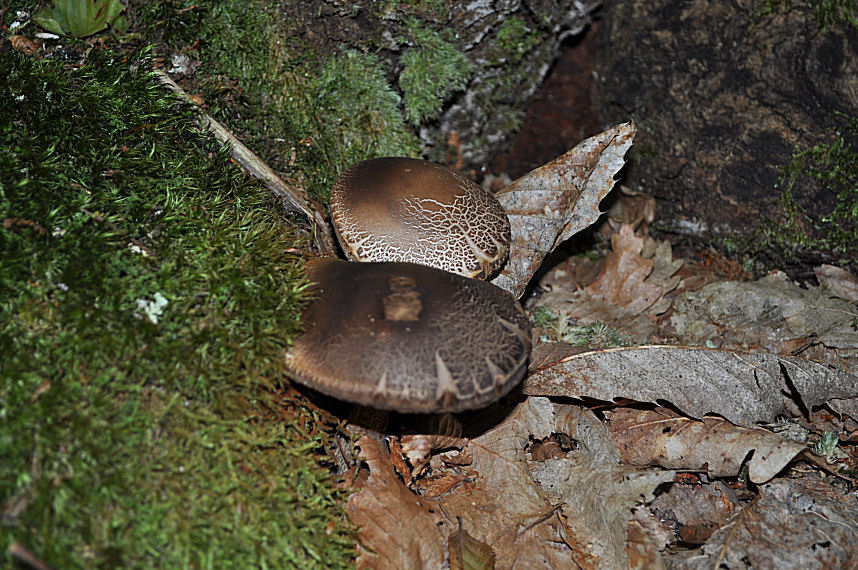 Ritrovamenti del 22/06/11