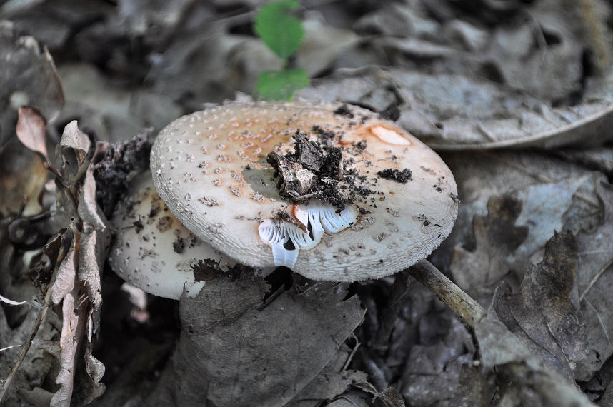 Ritrovamenti del 22/06/11