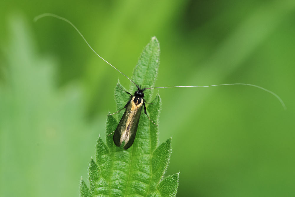 Identificazione falena