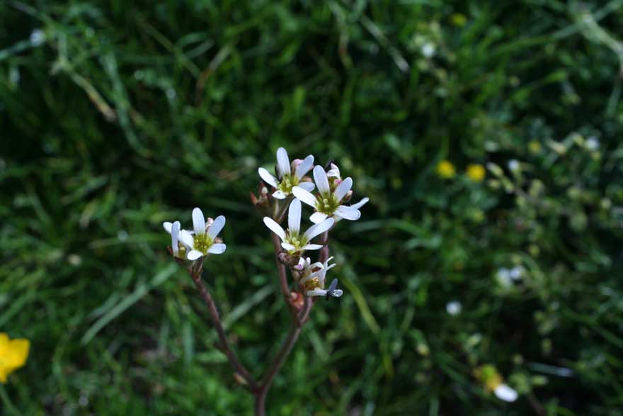 Saxifraga bulbifera / Sassifraga bulbifera